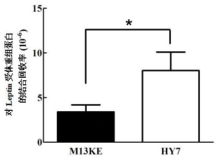 Leptin receptor affinity peptide and application thereof