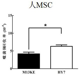 Leptin receptor affinity peptide and application thereof