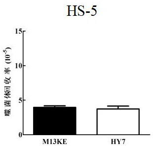 Leptin receptor affinity peptide and application thereof