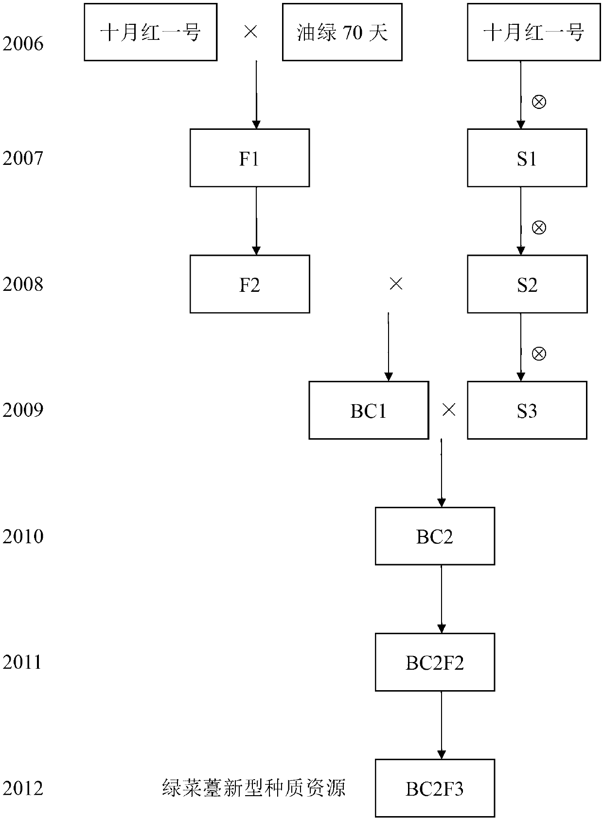 Breeding method of novel germplasm resource of green tender flower stalk