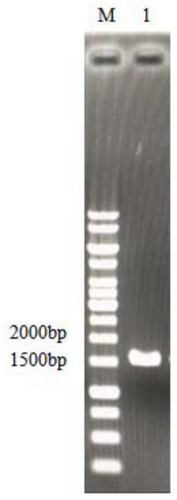 Novel beta-xylosidase and preparation thereof