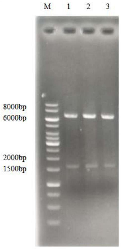 Novel beta-xylosidase and preparation thereof