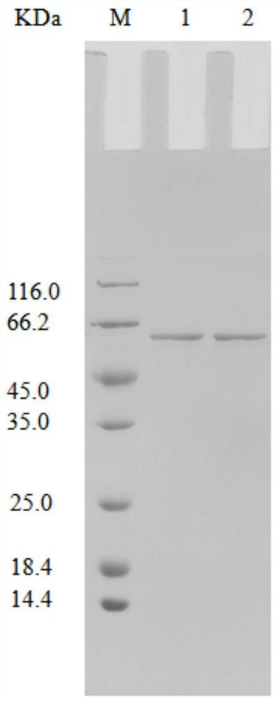 Novel beta-xylosidase and preparation thereof