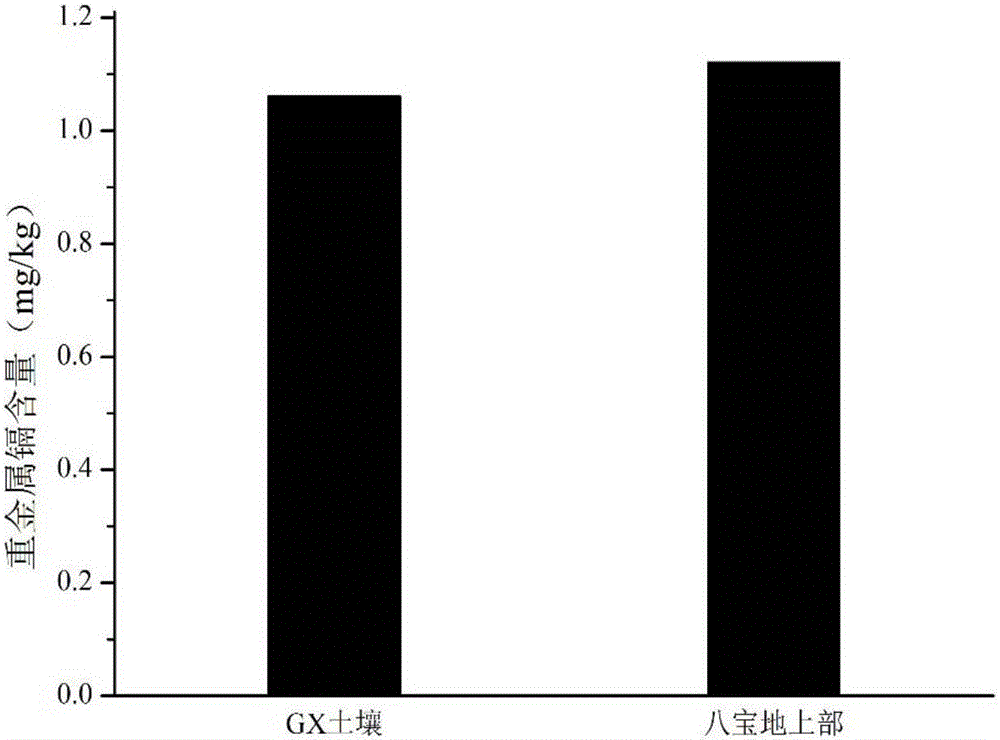 Method for repairing cadmium polluted farmland through Sedum Spectabile Boreau