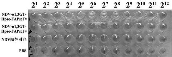 Preparation and application of targeted hypersensitive broad-spectrum oncolytic virus