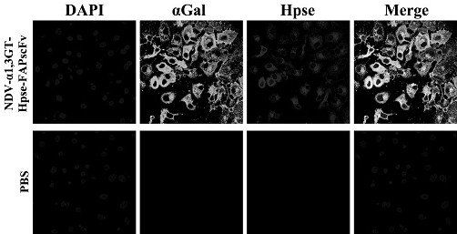 Preparation and application of targeted hypersensitive broad-spectrum oncolytic virus