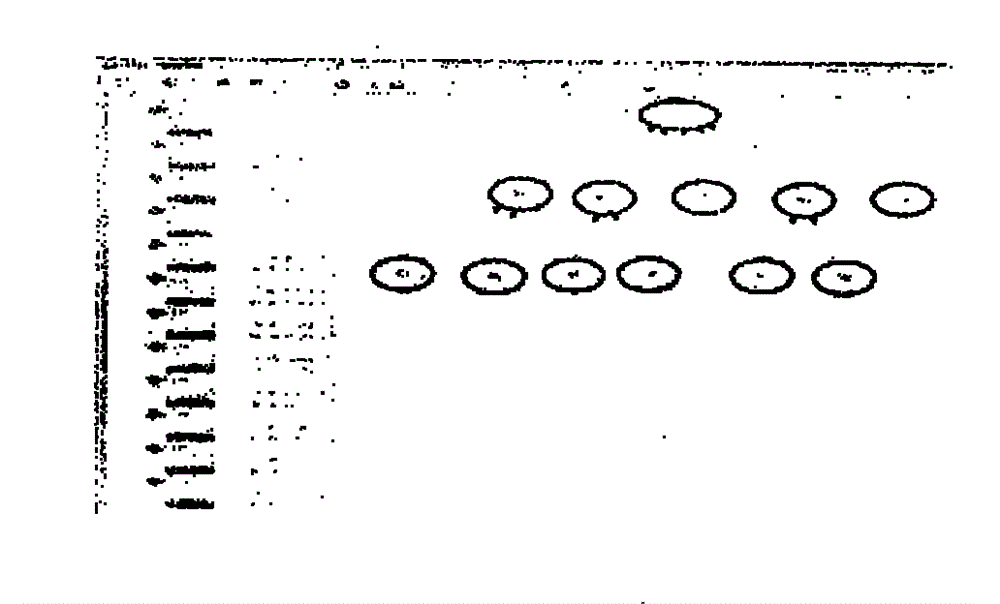 Urban natural gas pipeline failure multi-factor multi-mode probability analysis method and application thereof