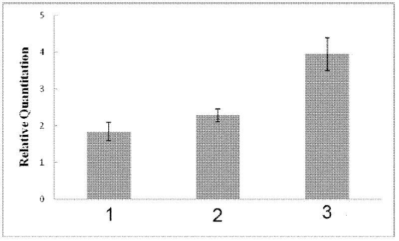 CsCoL1 gene relative to cymbidium sinense photoperiod and application of CsCoL1 gene