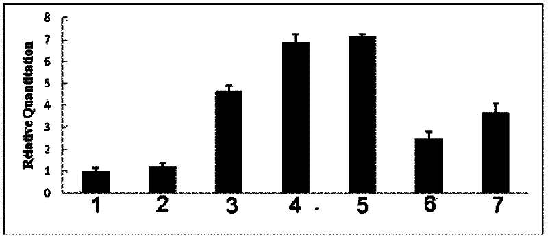 CsCoL1 gene relative to cymbidium sinense photoperiod and application of CsCoL1 gene