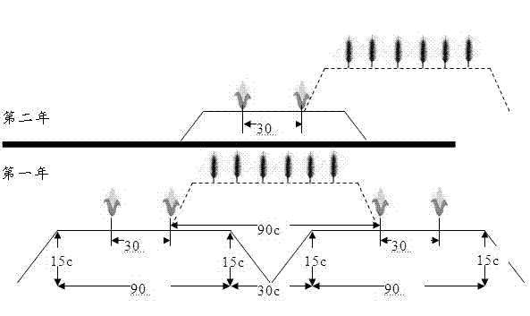 Method for double cropping leisure plantation of wheat and corn in North China