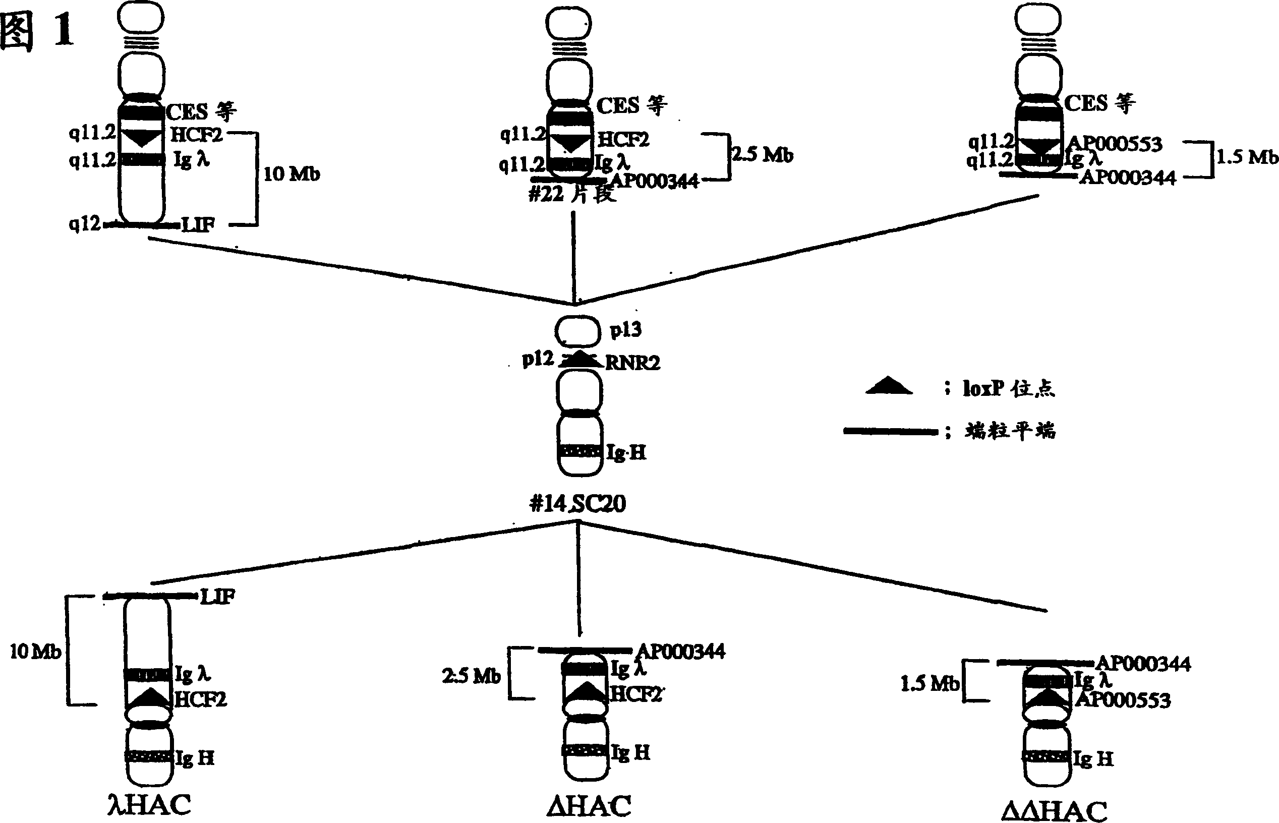 Human artificial chromosome containing human antibody lambda light chain