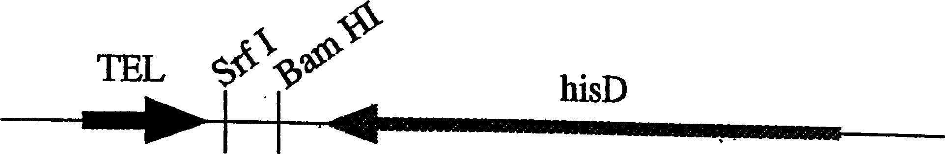 Human artificial chromosome containing human antibody lambda light chain