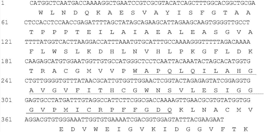 VIGS silence system for identifying peony UDPglucose Flavonoid Glucosyl-Transferase gene