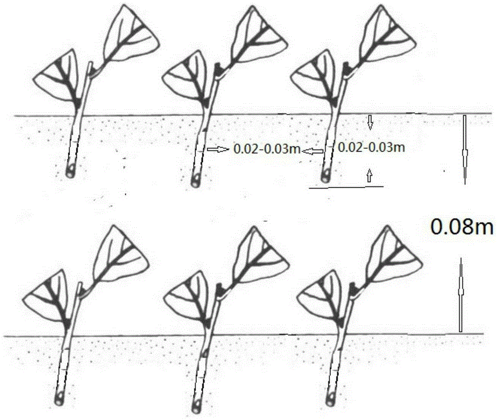 Cherry stock cuttage fast breeding method