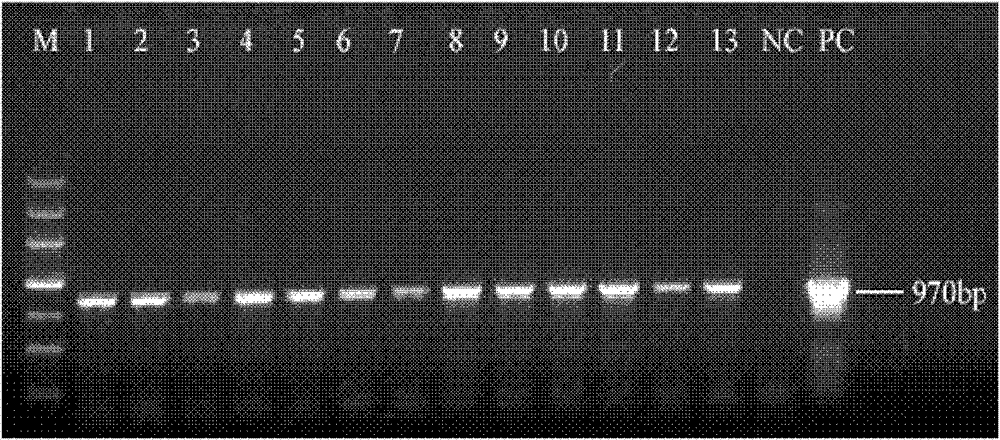 Specific promoter of pathogenic filamentous fungi and use thereof