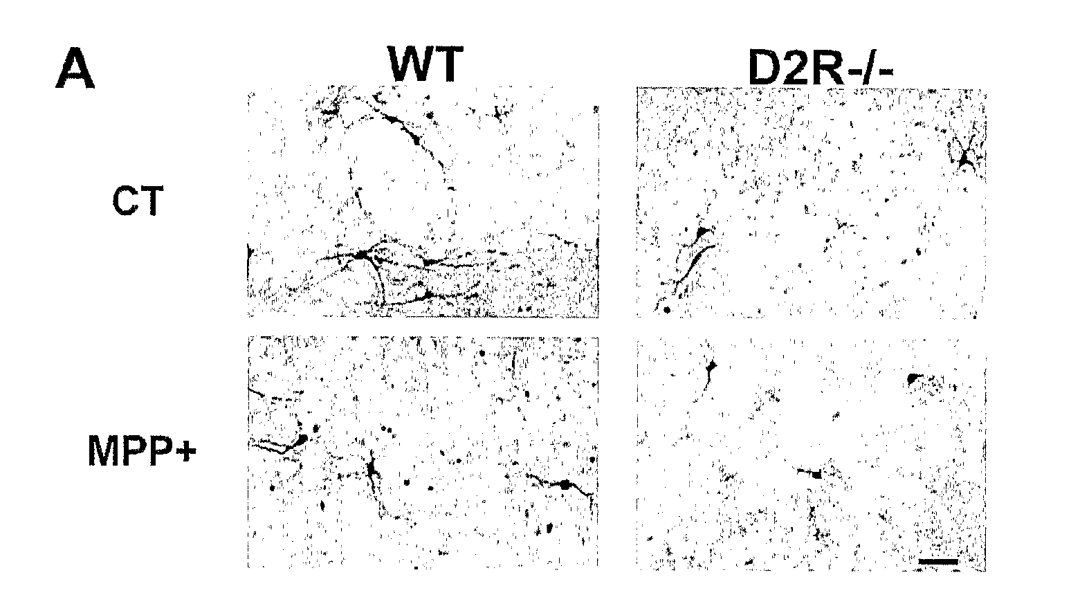 Methods For Modulating The Development Of Dopamine Neuron By The Dopamine D2 Receptor And Compositions Thereof