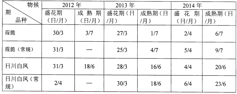 High-quality labor-saving shaping cultivation method for peach tree