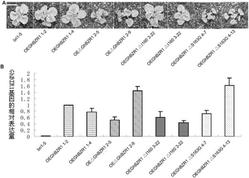 Application of protein and encoding gene of protein in regulation of verticillium wilt resistance of plants