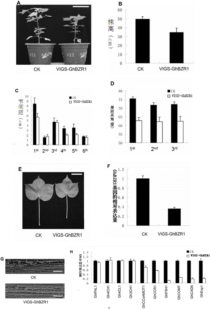 Application of protein and encoding gene of protein in regulation of verticillium wilt resistance of plants