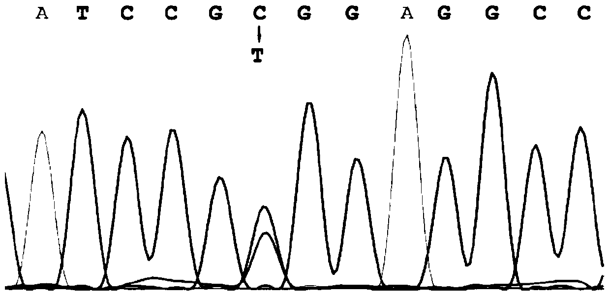 trka gene as a molecular marker for litter size traits in sheep and its application