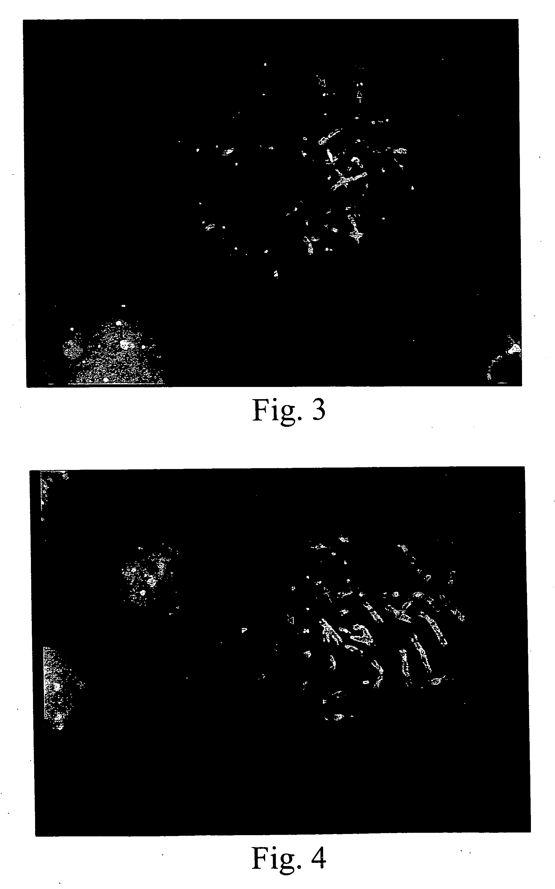 Single copy genomic hybridization probes and method of generating same