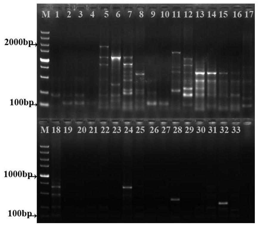 A srap molecular marker primer combination and analysis method for genetic diversity analysis of P.