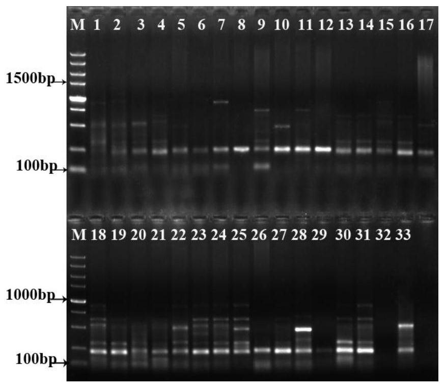 A srap molecular marker primer combination and analysis method for genetic diversity analysis of P.