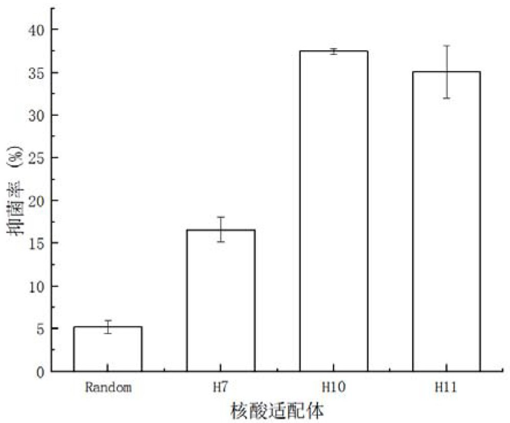 A nucleic acid aptamer h11 capable of targeting and inhibiting Vibrio anguillarum and its application