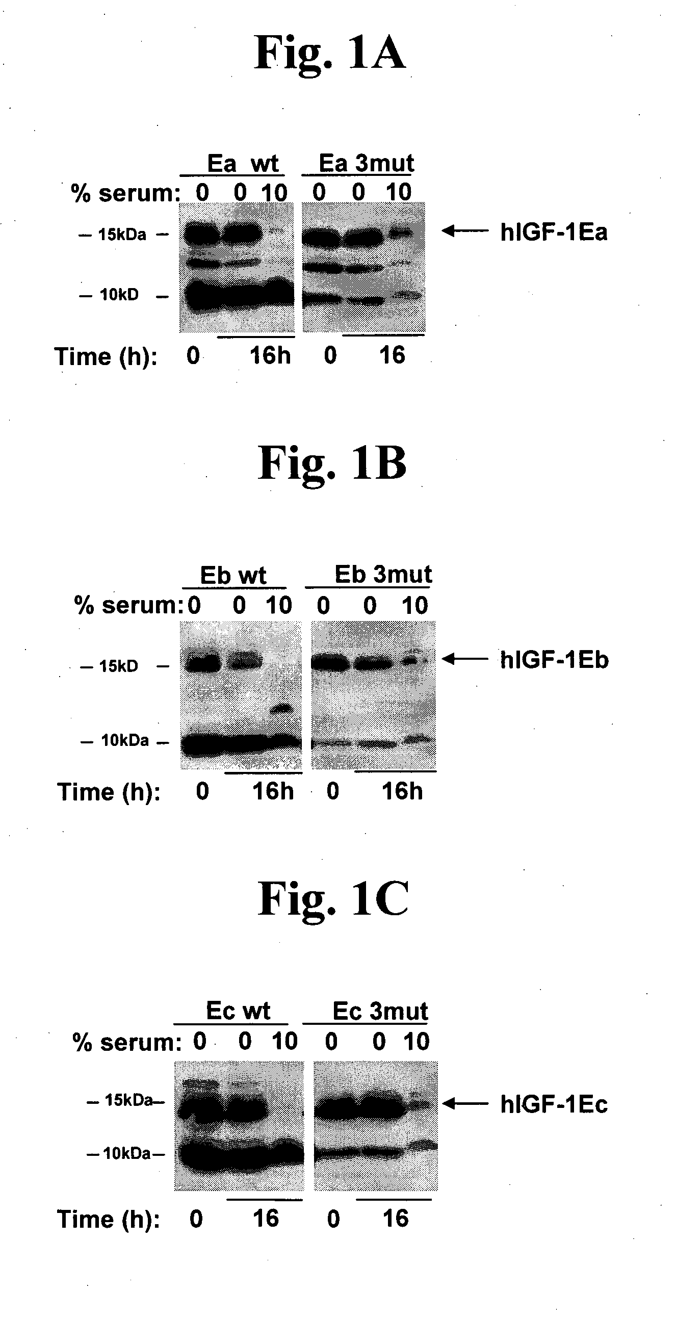 Stabilized Insulin-like Growth Factor Polypeptides