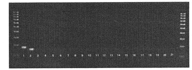 Method for detection of fungi belonging to the genus Geosmithia