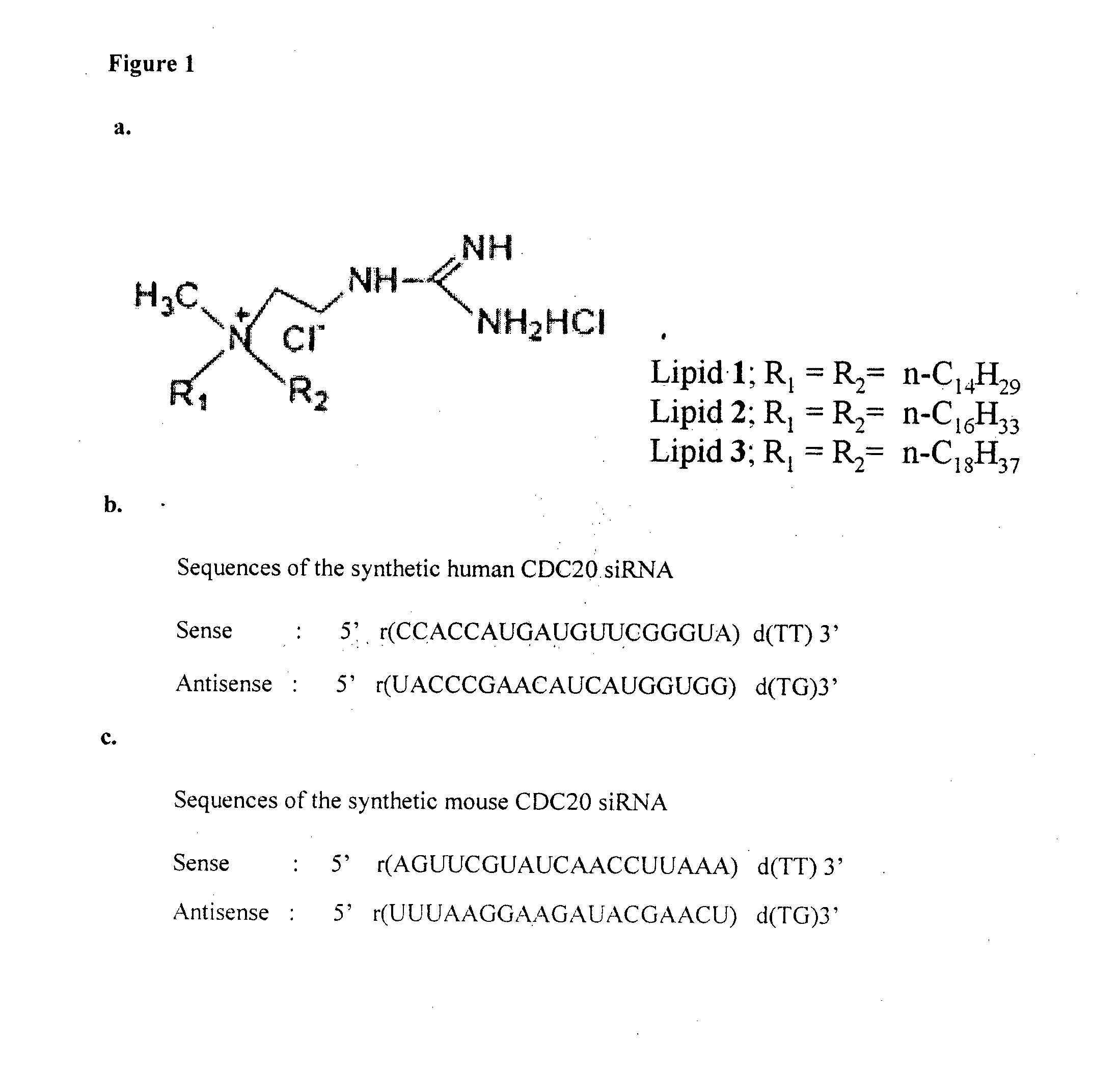 METHOD FOR INHIBITING TUMOR GROWTH THROUGH RNA-INTERFERENCE USING LIPOSOMALLY ASSOCIATED CDC20 siRNA