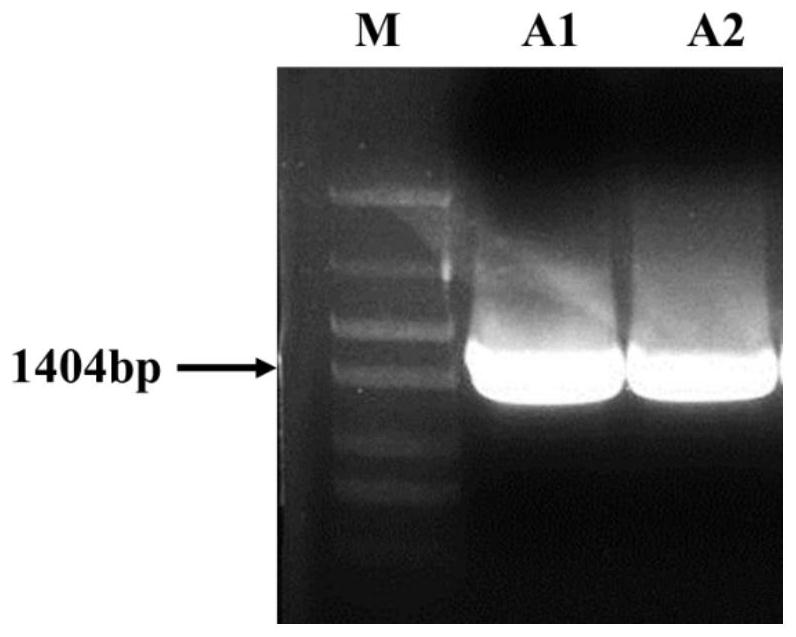 A kind of mannuronic acid c-5 epimerase/alginate lyase coding gene and enzyme, preparation and application