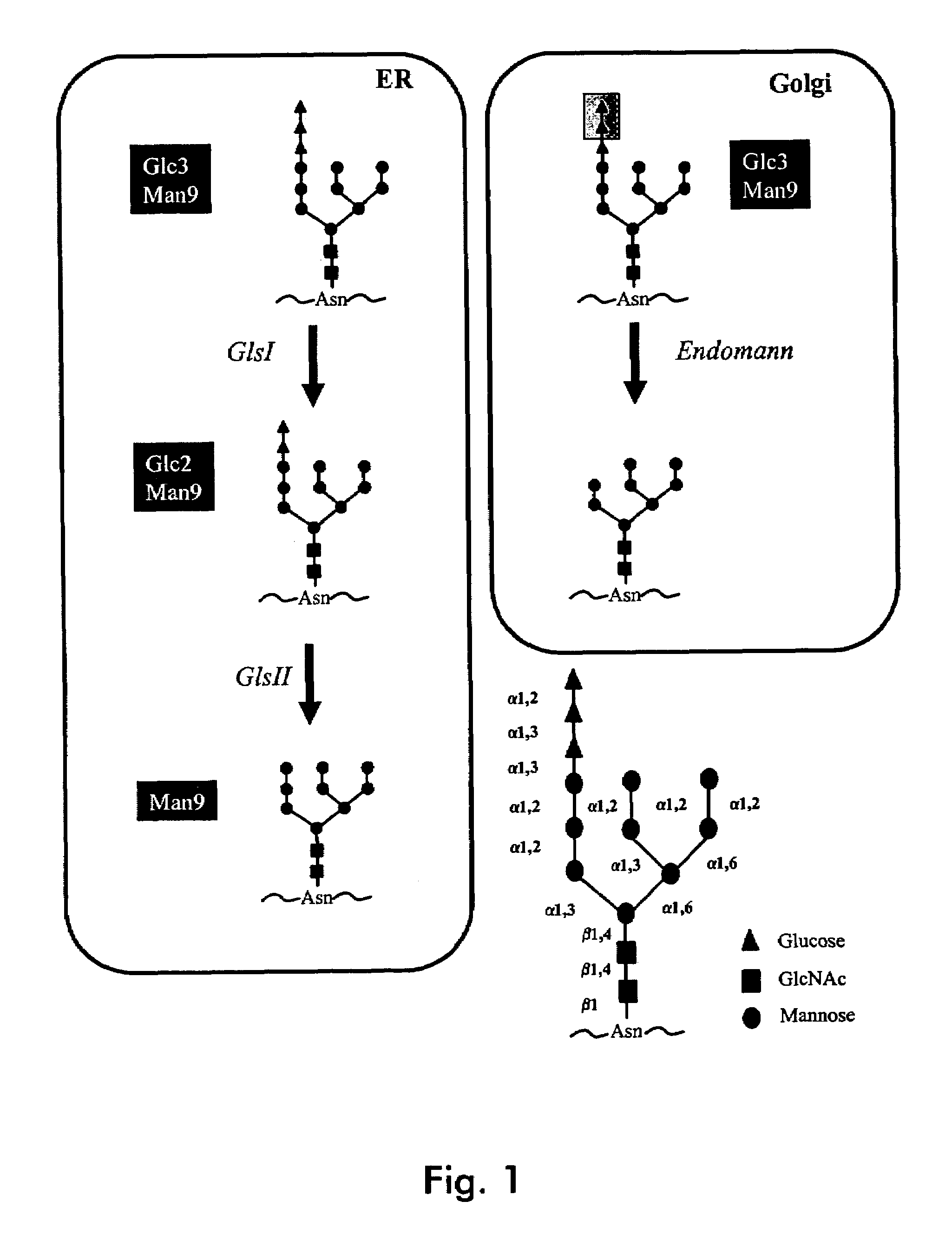 Endomannosidases in the modification of glycoproteins in eukaryotes