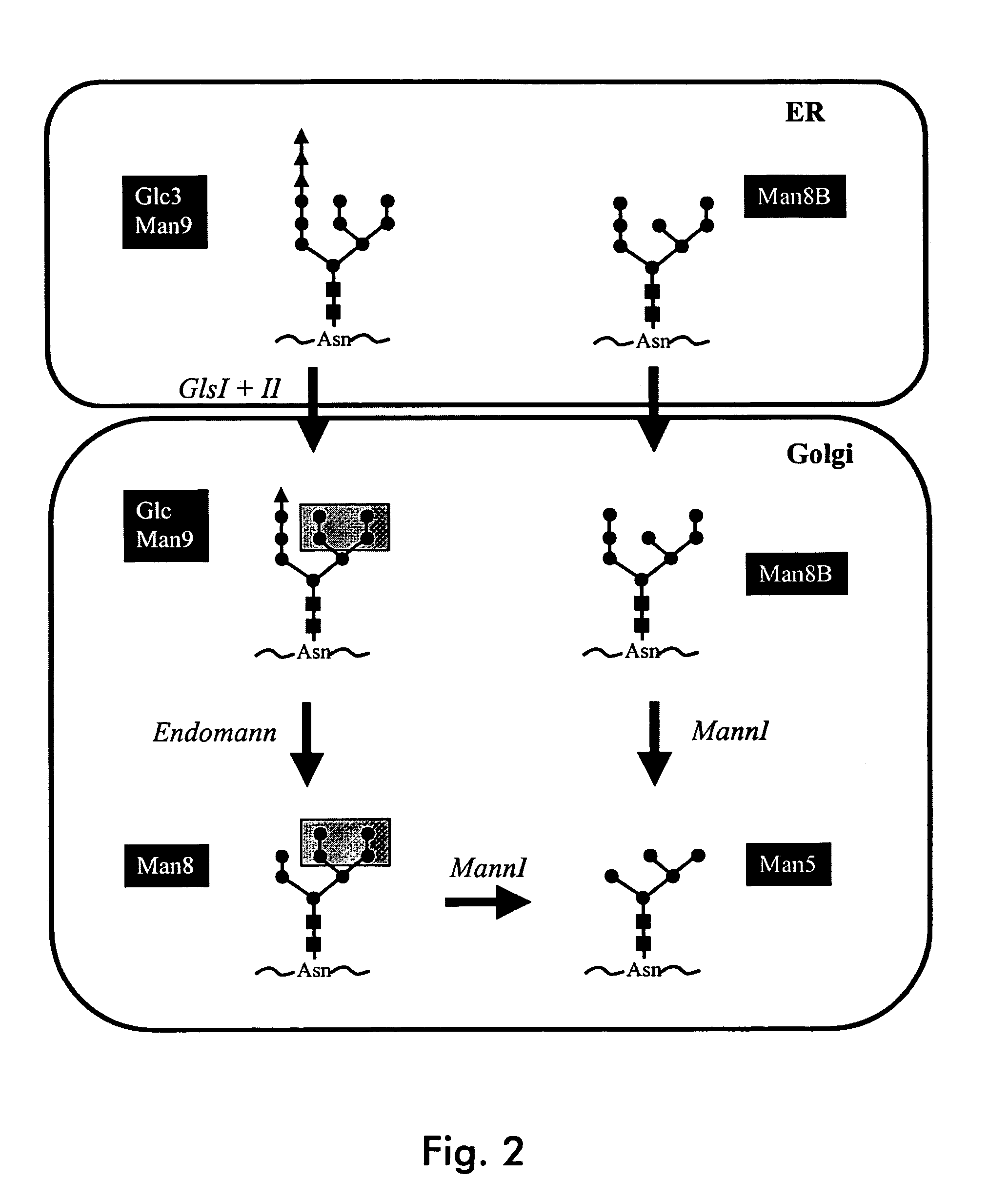 Endomannosidases in the modification of glycoproteins in eukaryotes