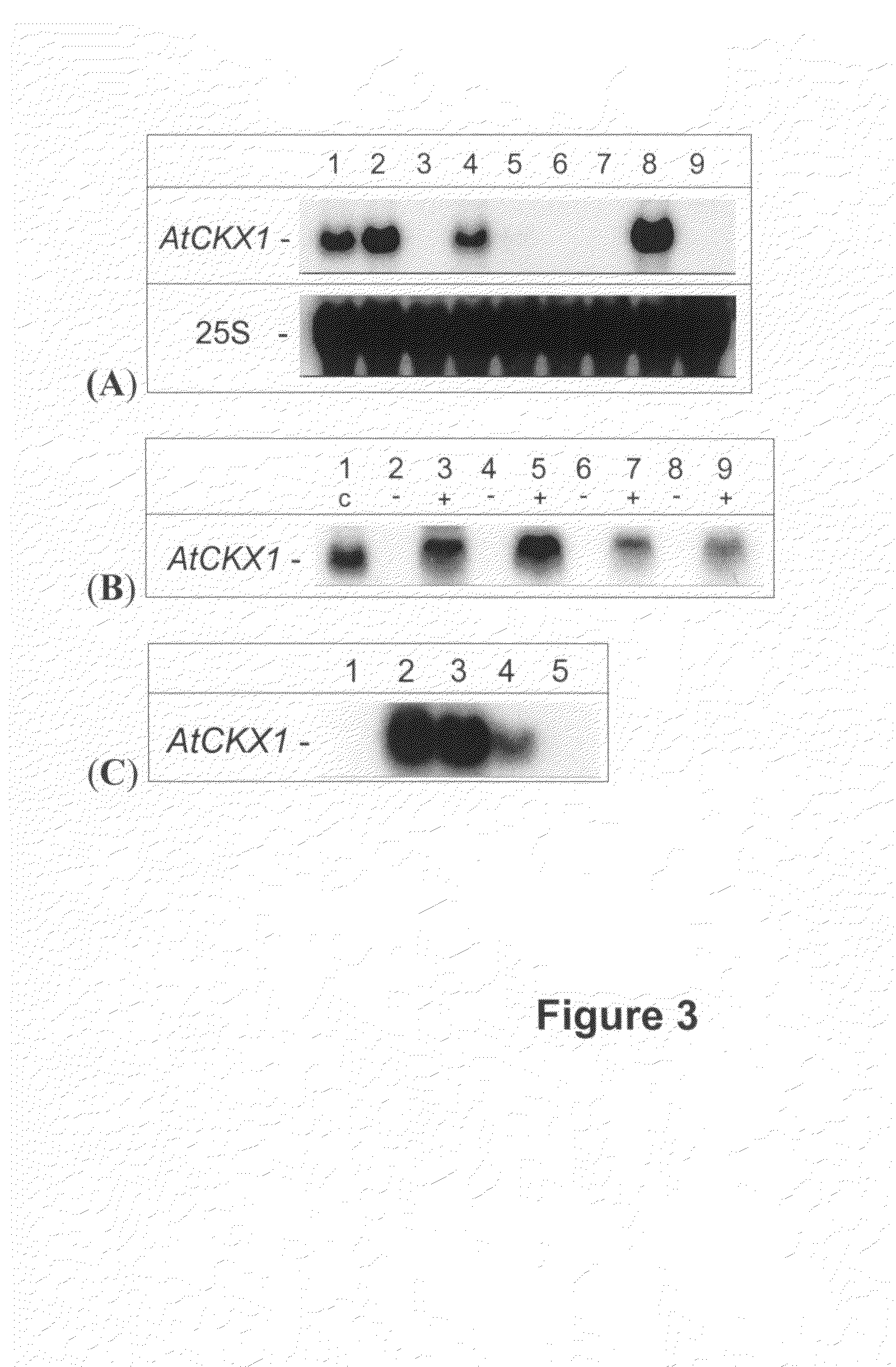 Method for modifying plant morphology, biochemistry and physiology