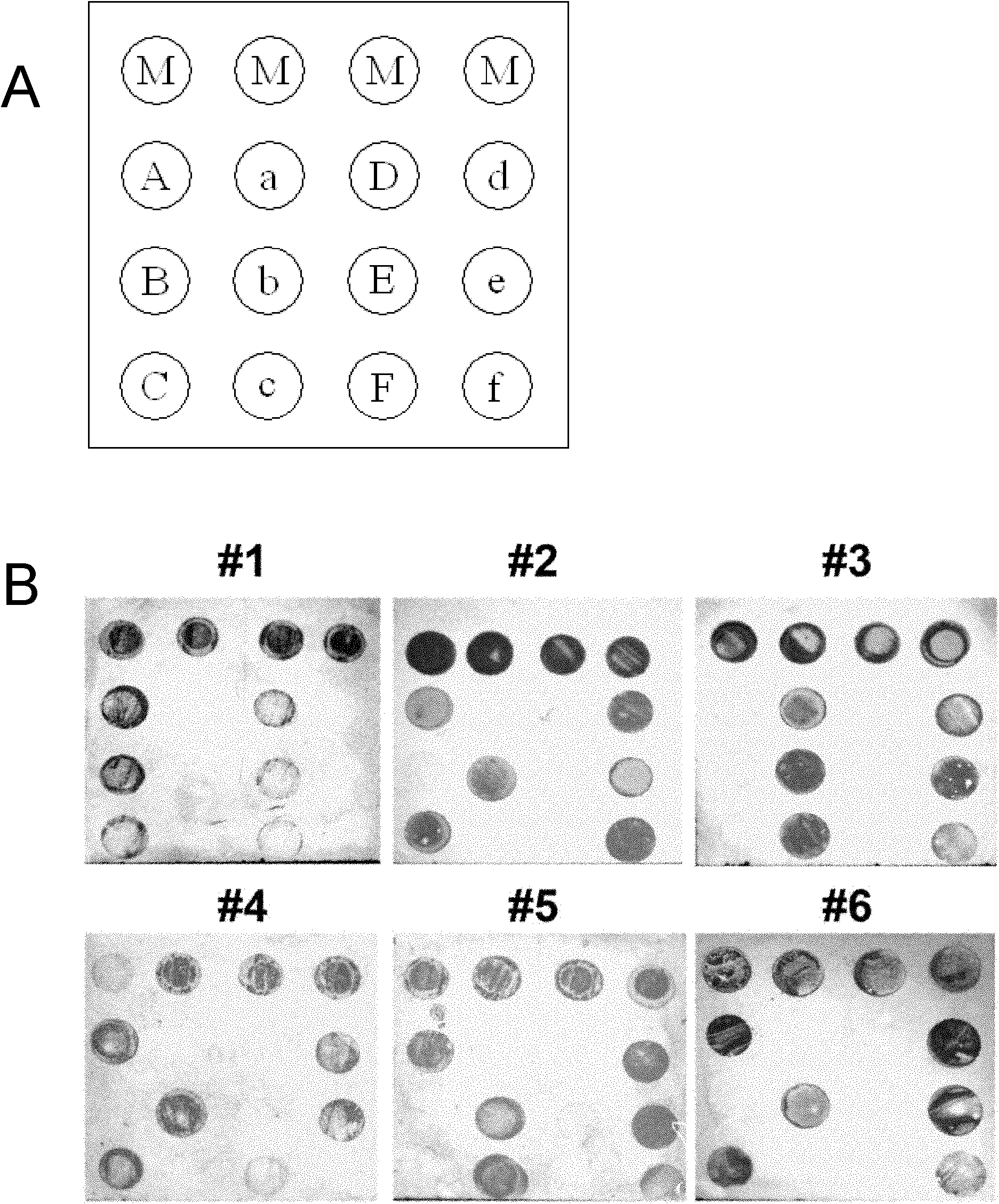 Visual membrane receptor chip, preparation method and applications thereof