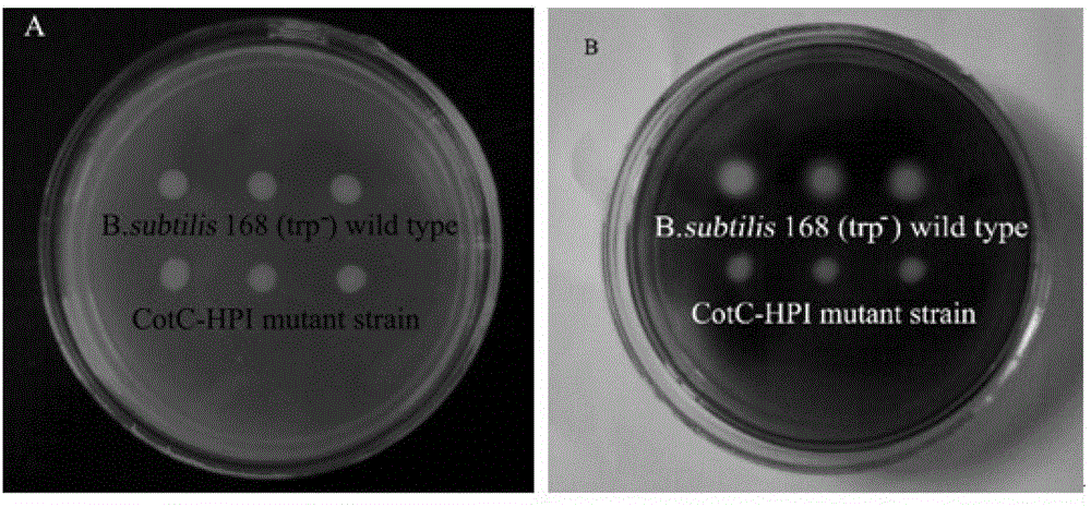 Preparation method for oral hypoglycemic recombinant human proinsulin