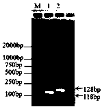 Molecular identification marker for fertile cytoplasm of clustery tabasco pepper and maintainer line breeding method