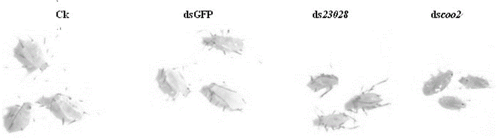 Application of two dsRNAs (double-stranded ribonucleic acids) and combination thereof in controlling aphid damage