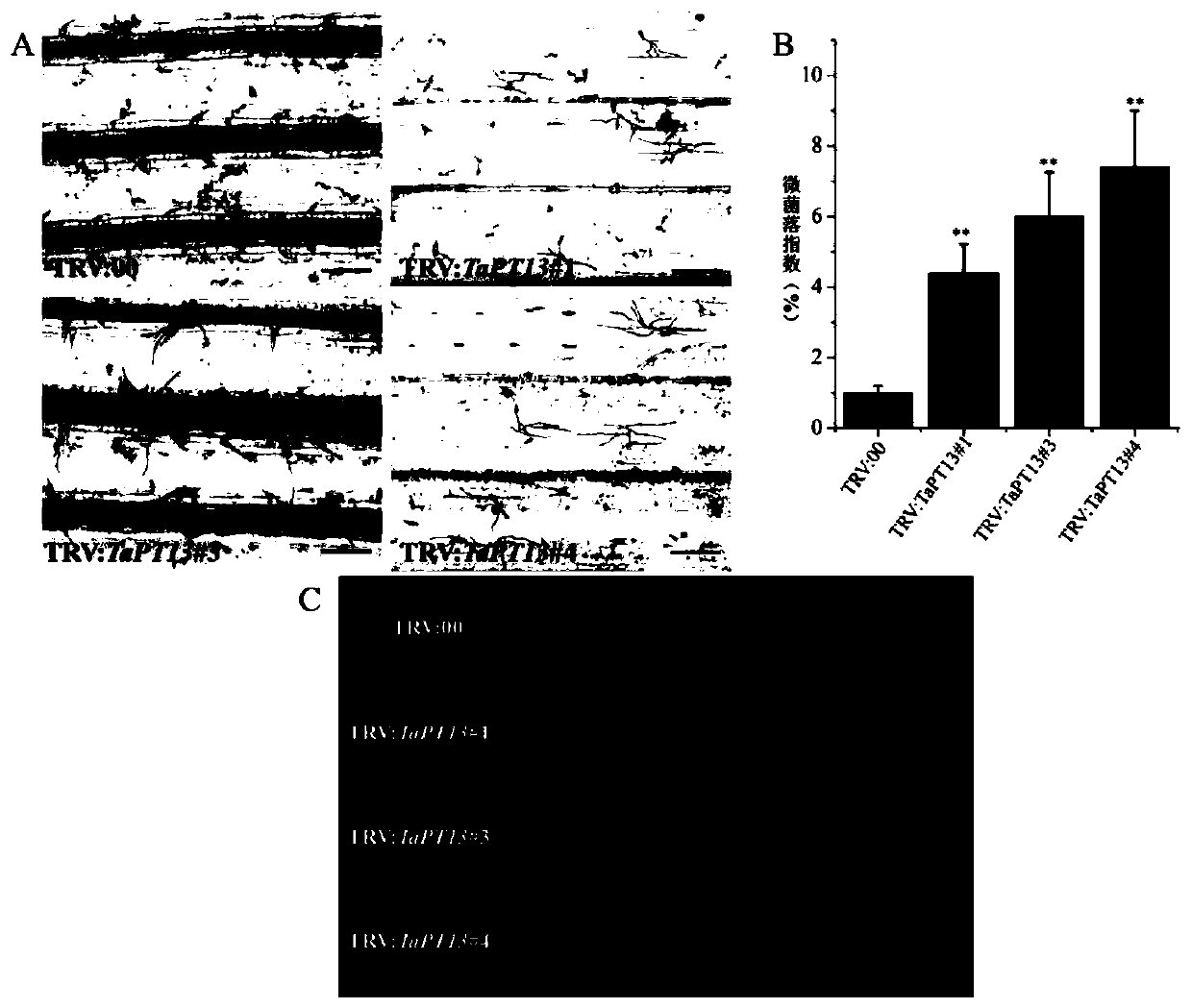 Application of gene TaPT13 in improving resistance of plants to powdery mildew