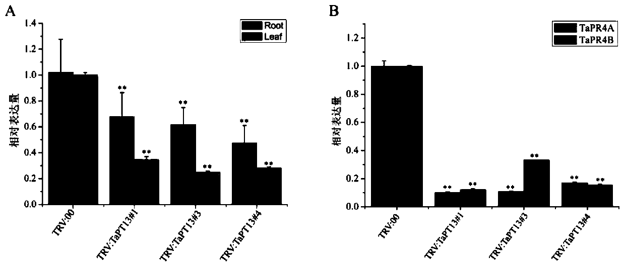 Application of gene TaPT13 in improving resistance of plants to powdery mildew