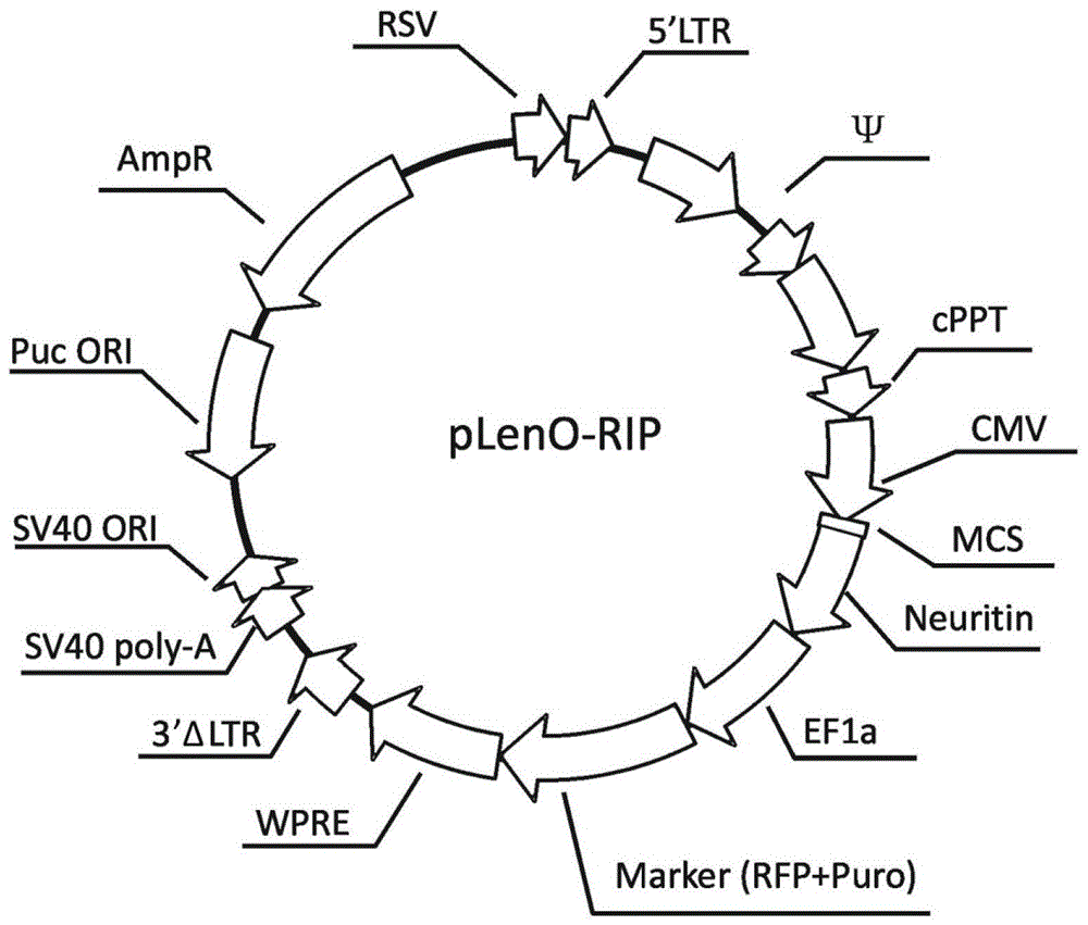 Application of a lentivirus carrying neuritin gene in the preparation of drugs for repairing retinal pigment epithelial degeneration