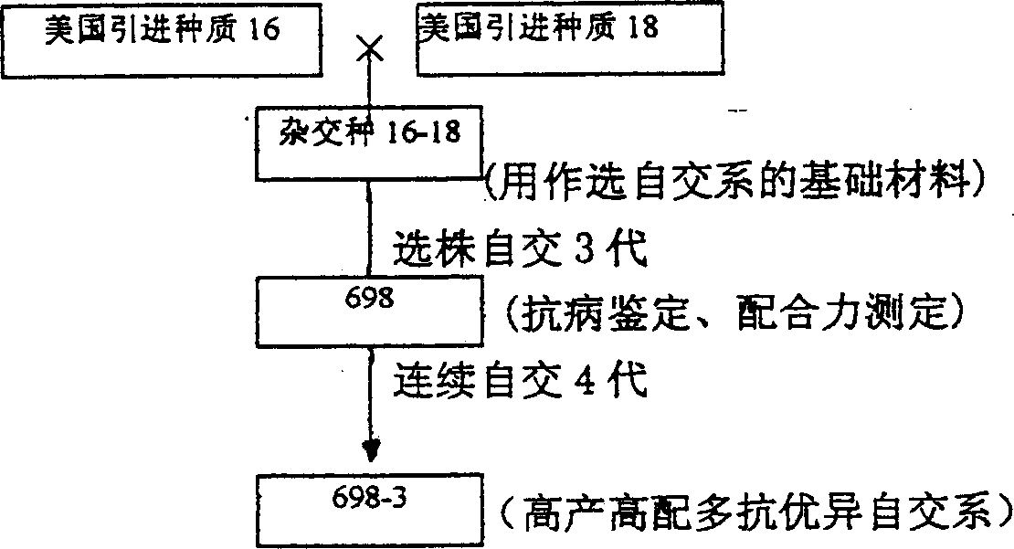 Crossbreeding method of high-yield compact corn hybrid seed