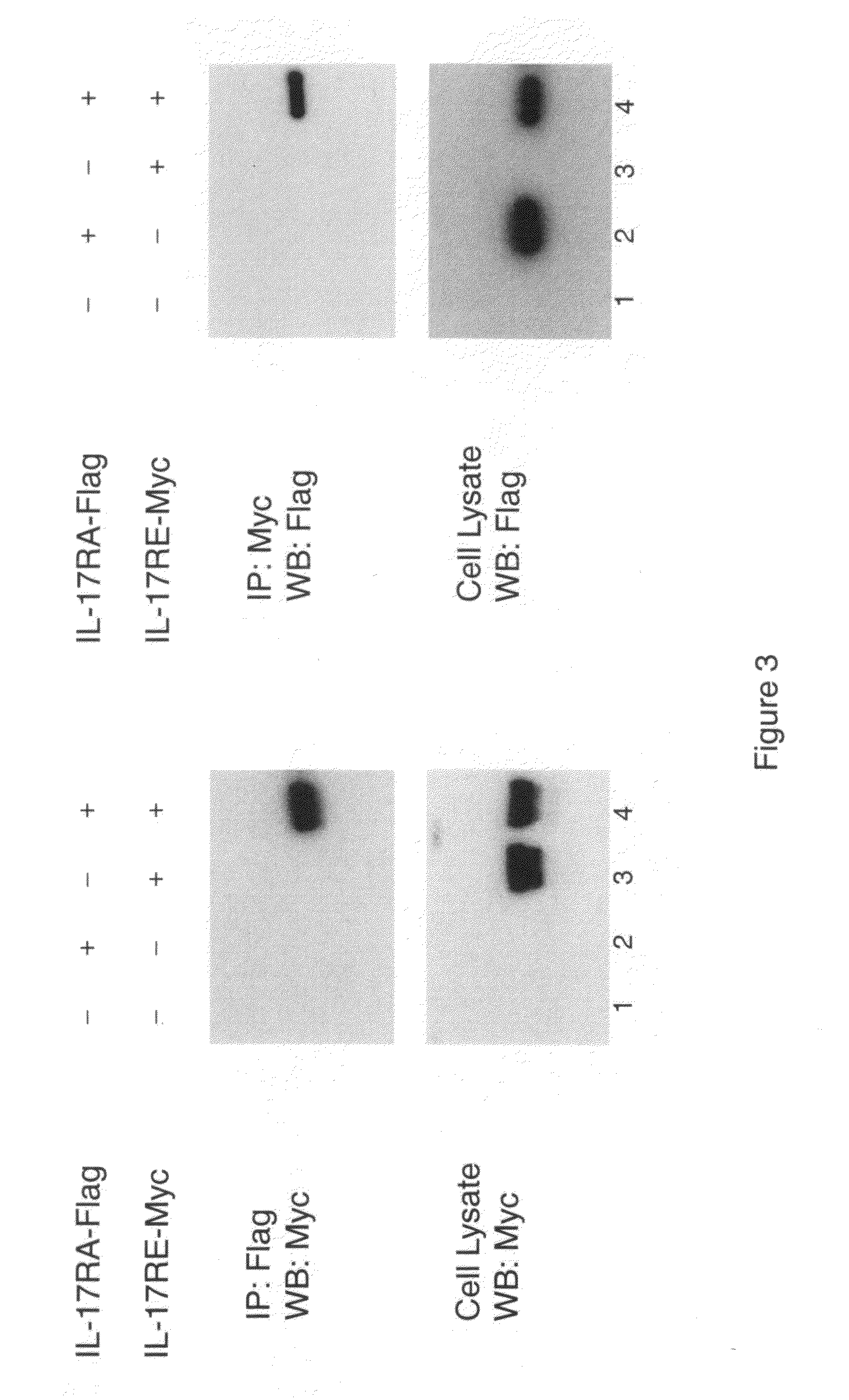 Treatment of Gastrointestinal Inflammation and Psoriasis and Asthma