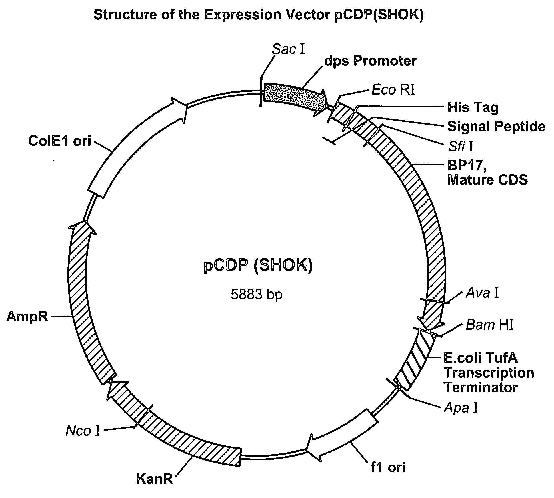 Variant Buttiauxella sp. phytases having altered properties