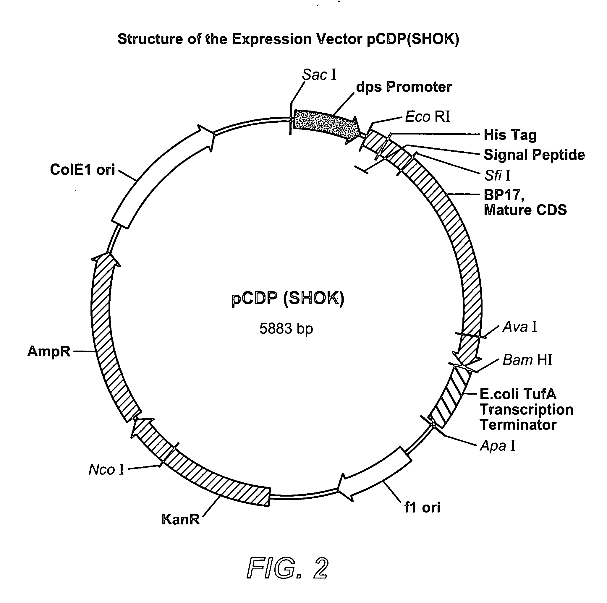 Variant Buttiauxella sp. phytases having altered properties