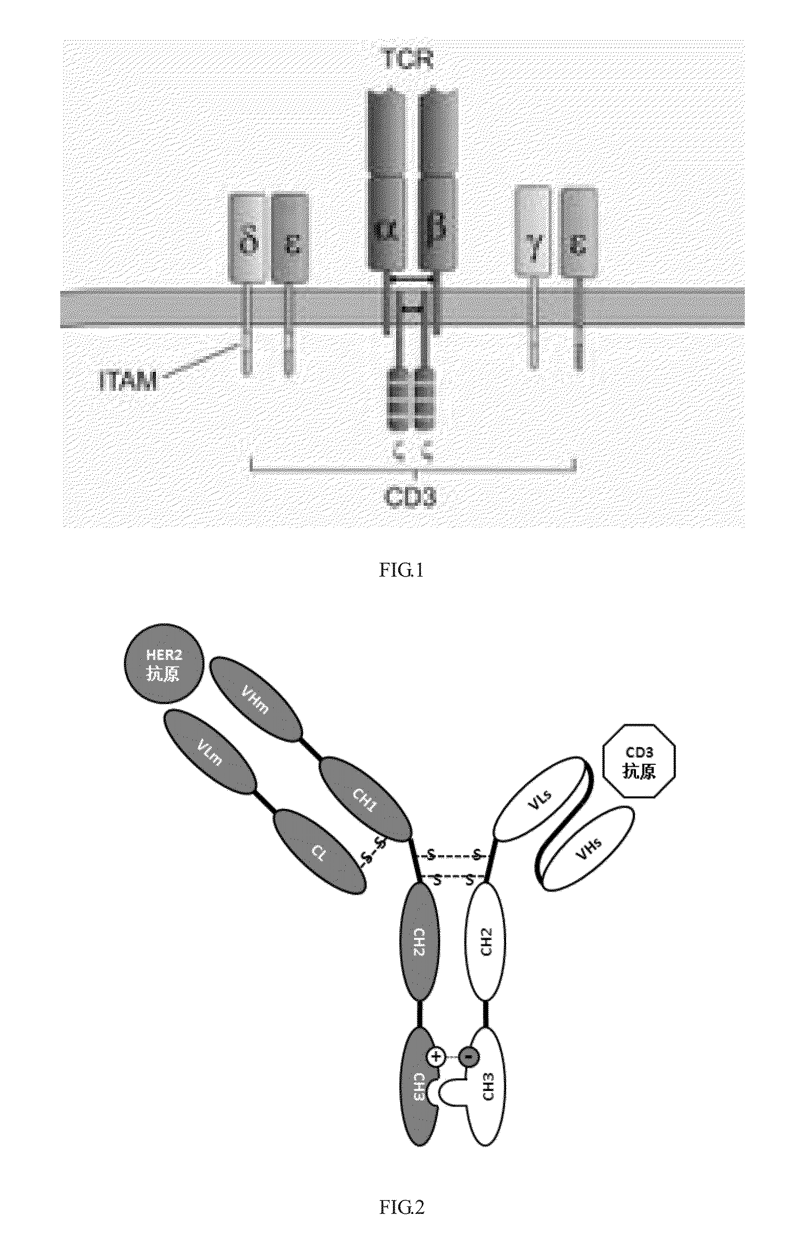 Construction and application of bispecific antibody HER2xCD3