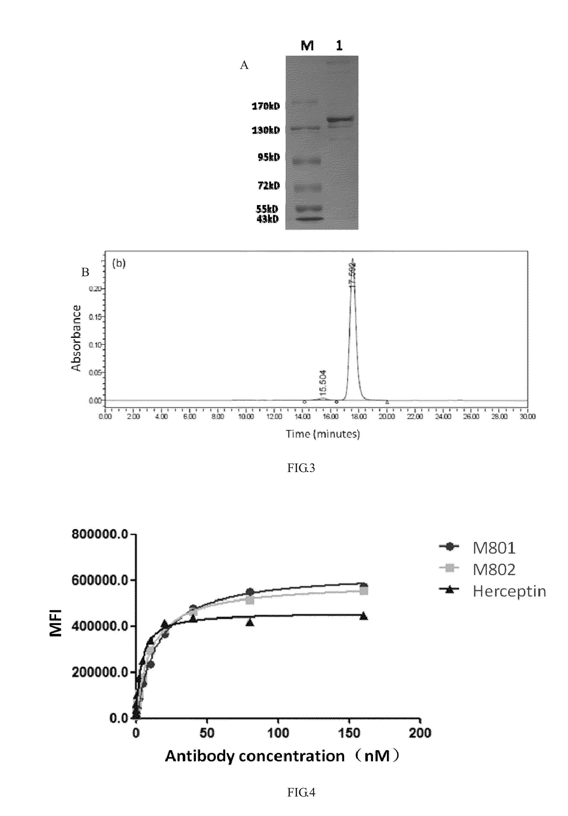 Construction and application of bispecific antibody HER2xCD3