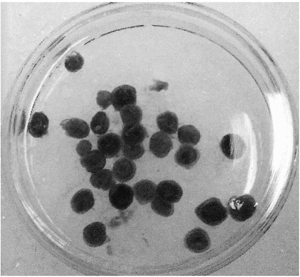 Establishing method of hypertensive disorder complicating pregnancy mouse model