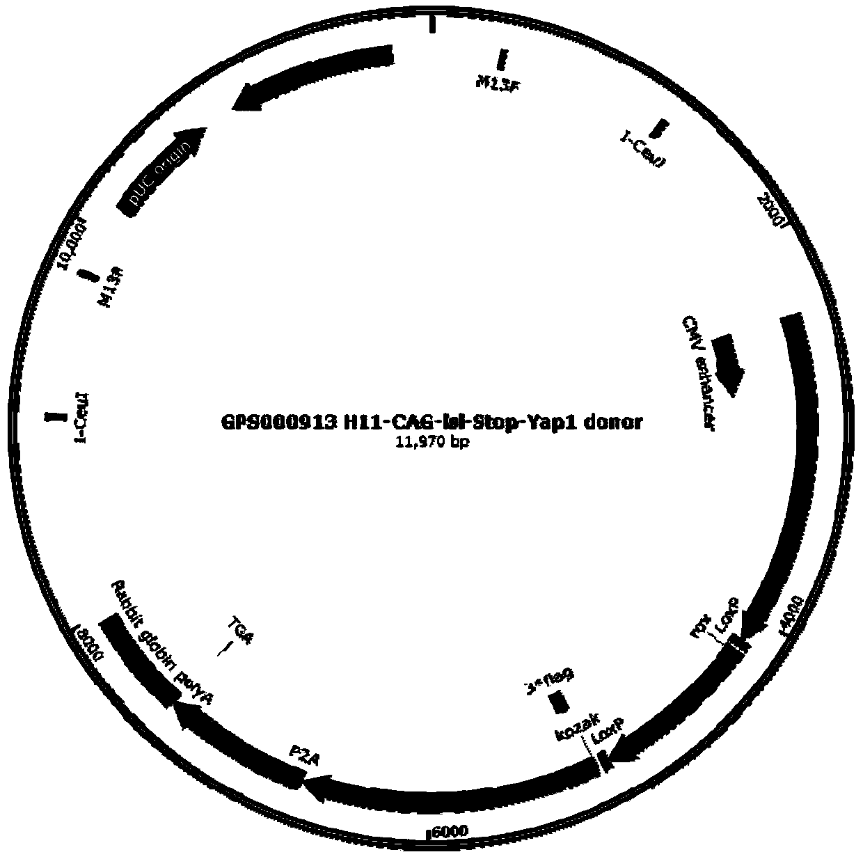 Construction method for conditional overexpression Yap1 gene mice model at H11 locus